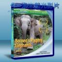   婆羅洲侏儒象 Borneo's Pygmy Elephants 藍光BD-25G