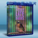   鳥類秘聞 Secret Life of Birds 藍光BD-25G