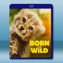 生而狂野 Born To Be Wild(2025)藍光25G		 
